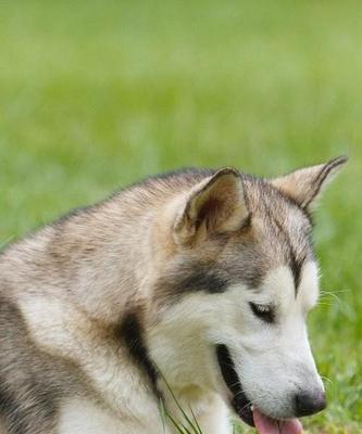 一岁阿拉斯加犬抓伤事件（如何安全地与宠物相处）