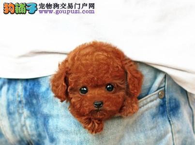 一岁泰迪犬体温39度5引起的注意事项（宠物主人必须知道的体温异常症状和处理方法）