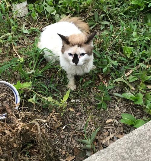 流浪布偶猫的故事（一只流浪猫的成长经历与宠物生活）