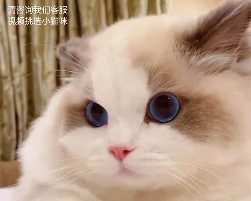 与仙女一般的布偶猫共度美好时光（探寻布偶猫之美）