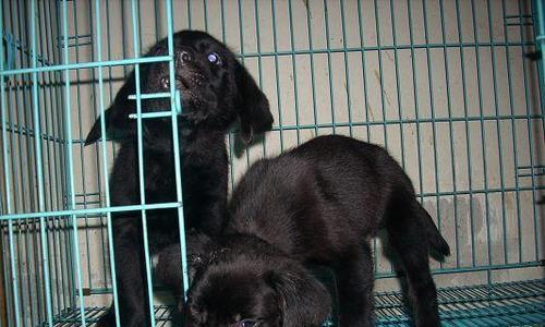 拉布拉多猎犬饲养宝典（全面掌握以拉布拉多猎犬为宠物的饲养方法）