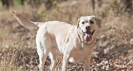 拉布拉多猎犬饲养宝典（全面掌握以拉布拉多猎犬为宠物的饲养方法）