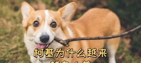 如何养护威尔士柯基犬（宠物狗的完美选择）