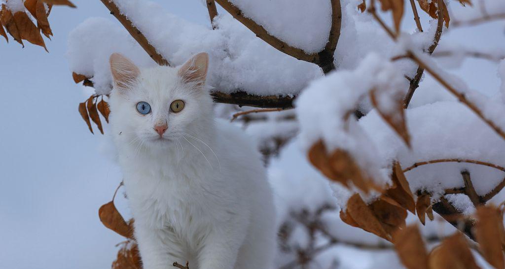 土耳其梵猫的饲养方法（了解土耳其梵猫）