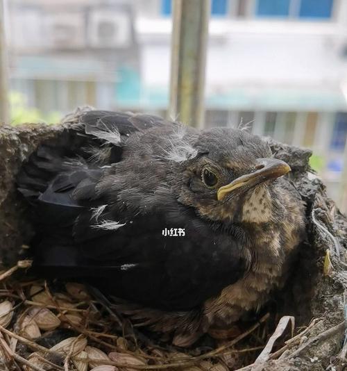 乌鸫宠物养殖指南（细节决定乌鸫宠物的健康和幸福）