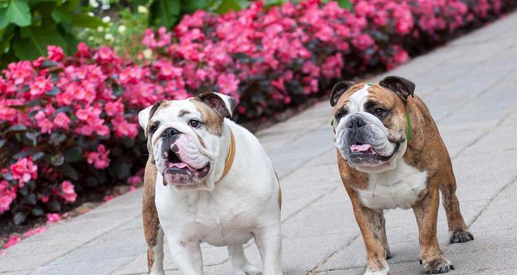 如何科学地饲养英国斗牛犬（宠物爱好者必读的英国斗牛犬饲养指南）