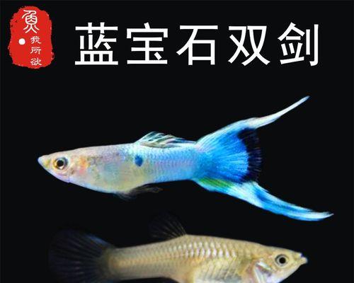 蓝宝石鱼的饲养方法（以宠物为主）