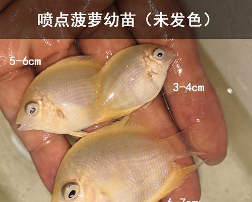 金菠萝鱼的饲养全攻略（以宠物为主）