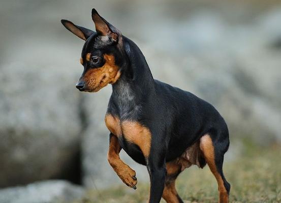 迷你杜宾犬的饲养全指南（打造幸福的迷你杜宾犬家庭生活）