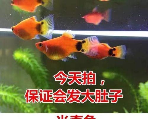 月光鱼的饲养方法（宠物的养护指南）