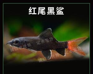 红尾黑鲨的饲养指南（打造温馨的宠物水族馆）