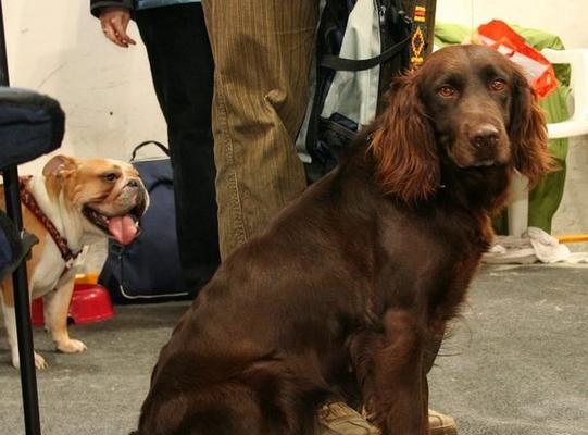 红骨猎浣熊犬饲养全指南（以宠物为主）