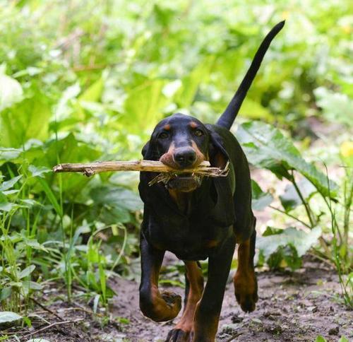 红骨猎浣熊犬饲养全指南（以宠物为主）