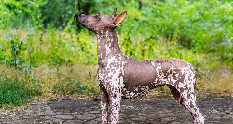 如何饲养墨西哥无毛犬（细致关怀）