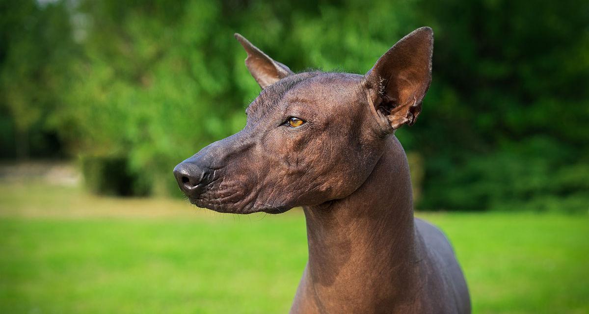 如何饲养墨西哥无毛犬（细致关怀）