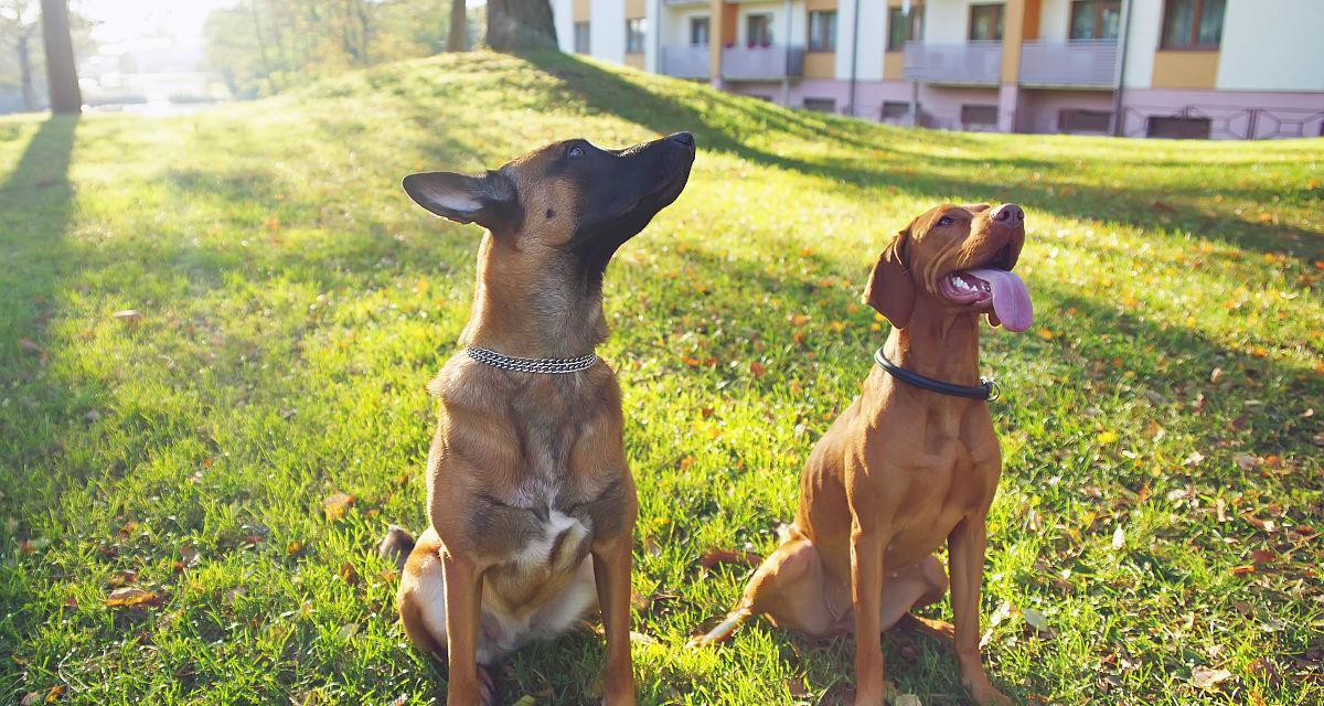 以维兹拉犬为宠物的饲养指南（打造和谐温馨的人犬共处生活）