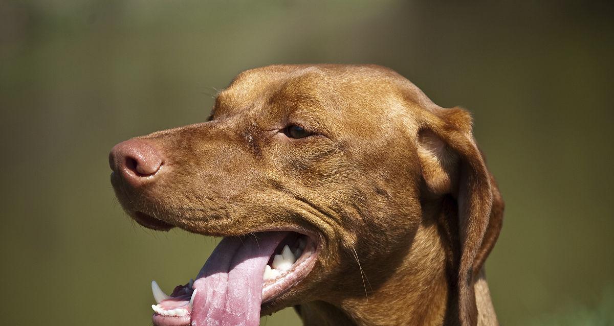 以维兹拉犬为宠物的饲养指南（打造和谐温馨的人犬共处生活）