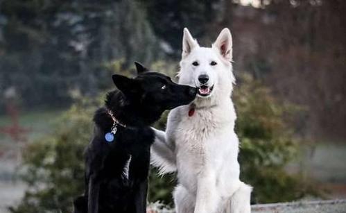 以卡南犬为宠物的饲养方法（爱宠的责任与陪伴）