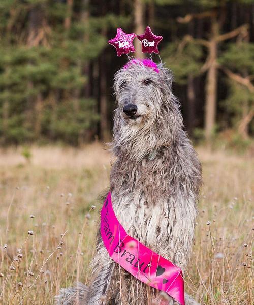 养苏格兰猎鹿犬的技巧（从宠物到伙伴）