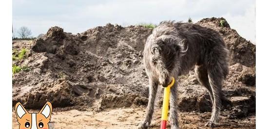 养苏格兰猎鹿犬的技巧（从宠物到伙伴）