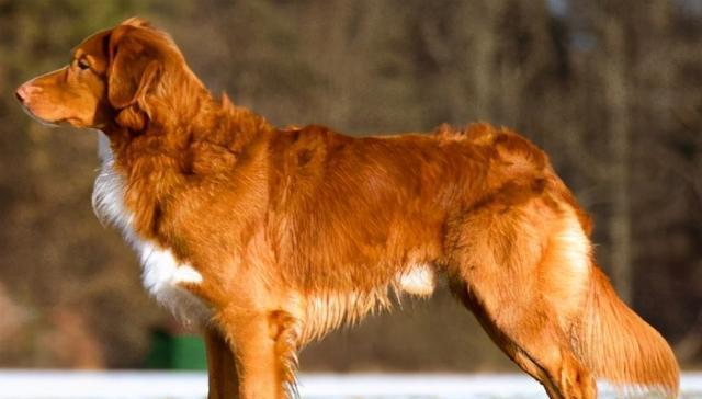 英国雪达犬的饲养方法（为您的宠物提供健康快乐的生活）