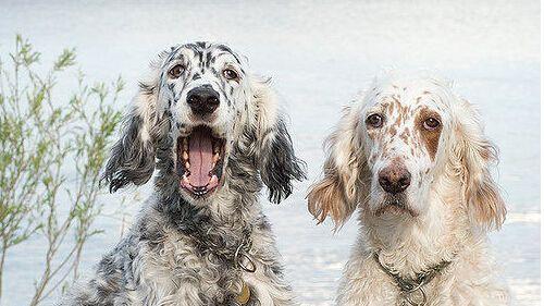 以史毕诺犬为宠物的饲养方法（了解这个品种的特点与需求）