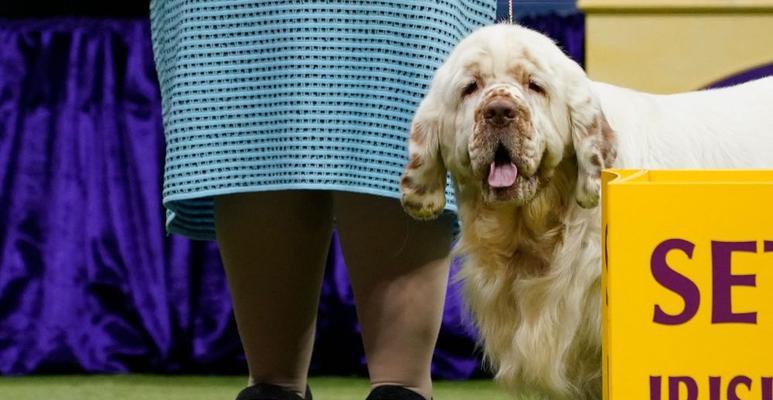 以史毕诺犬为宠物的饲养方法（了解这个品种的特点与需求）