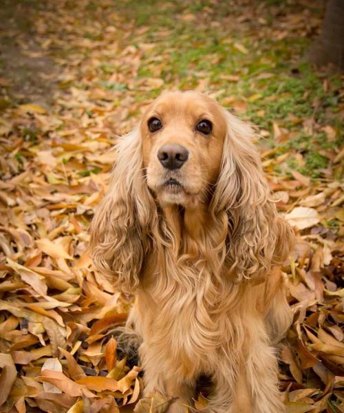 可爱可卡犬的饲养指南（如何打理健康快乐的小可卡）