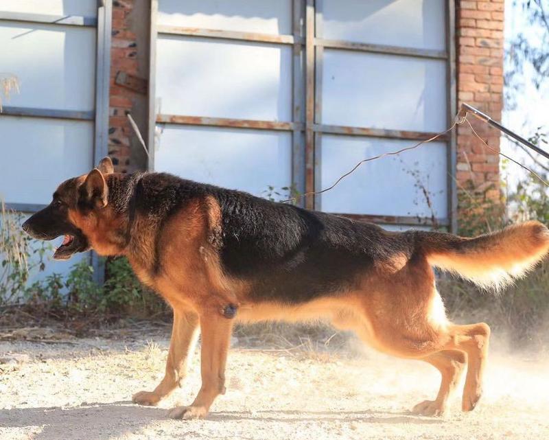 如何正确饲养平背德牧犬