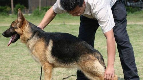 如何正确饲养平背德牧犬