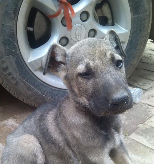 狼青犬饲养指南（如何养护一只健康快乐的宠物狼青犬）