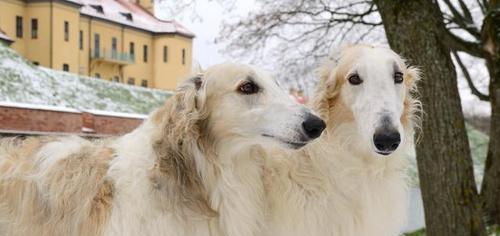 以萨路基犬的饲养指南（如何养护一只健康）