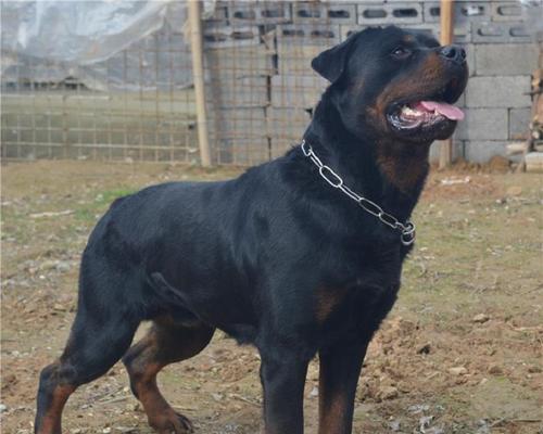 洛威拿犬饲养指南（从宠物到伙伴）