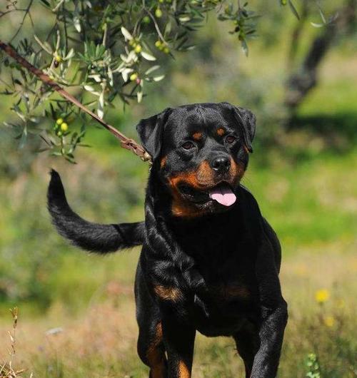 洛威拿犬饲养指南（从宠物到伙伴）