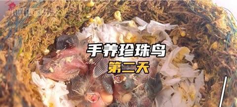 金山珍珠饲养方法（如何打理您的宠物金山珍珠）