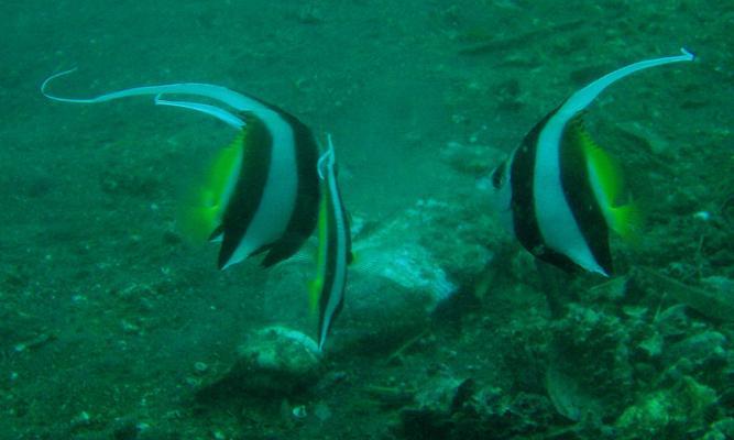 如何正确饲养四带马夫鱼（打造健康快乐的水族宠物生活）