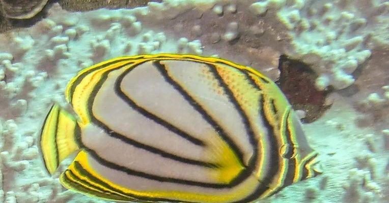 打造一个温馨的水族馆（打造一个温馨的水族馆）