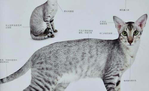 以重点色短毛猫的饲养方法（如何让你的重点色短毛猫健康成长）