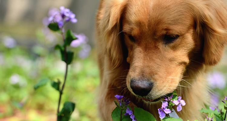 宠物金毛犬的饲养方法（打造健康活泼的金毛伙伴）