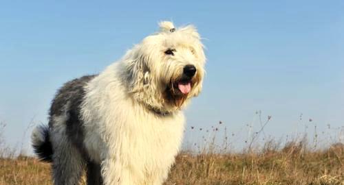 如何饲养古代英国牧羊犬（掌握这些养犬技巧）