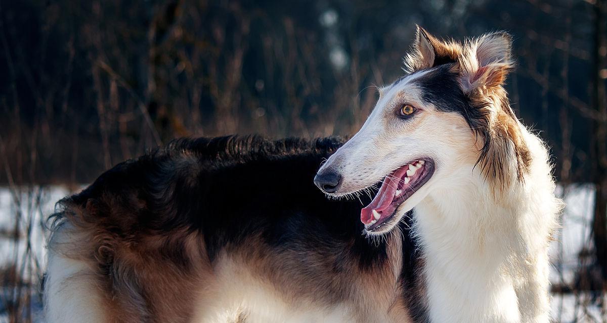 如何正确地饲养苏俄牧羊犬（了解苏俄牧羊犬的特点和需求）