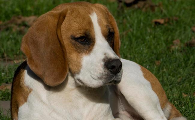 英国猎狐犬的饲养指南（打造健康快乐的宠物生活）