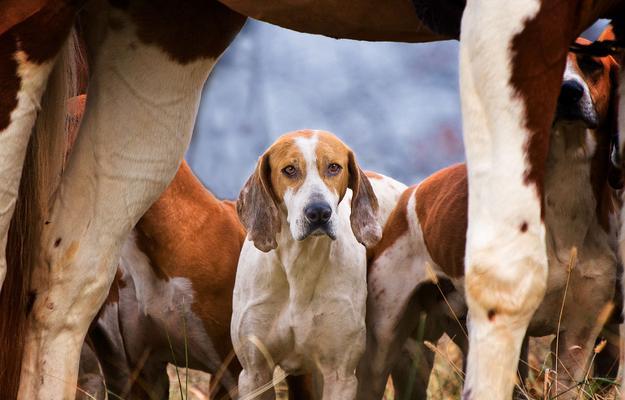 英国猎狐犬的饲养指南（打造健康快乐的宠物生活）