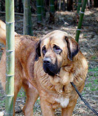 如何科学养护斗牛马士提夫犬（掌握这些技巧）