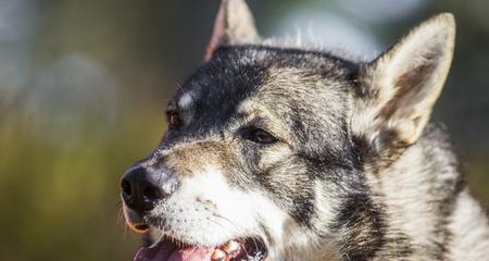 挪威猎麋犬的饲养方法（以宠物为主的照顾指南）