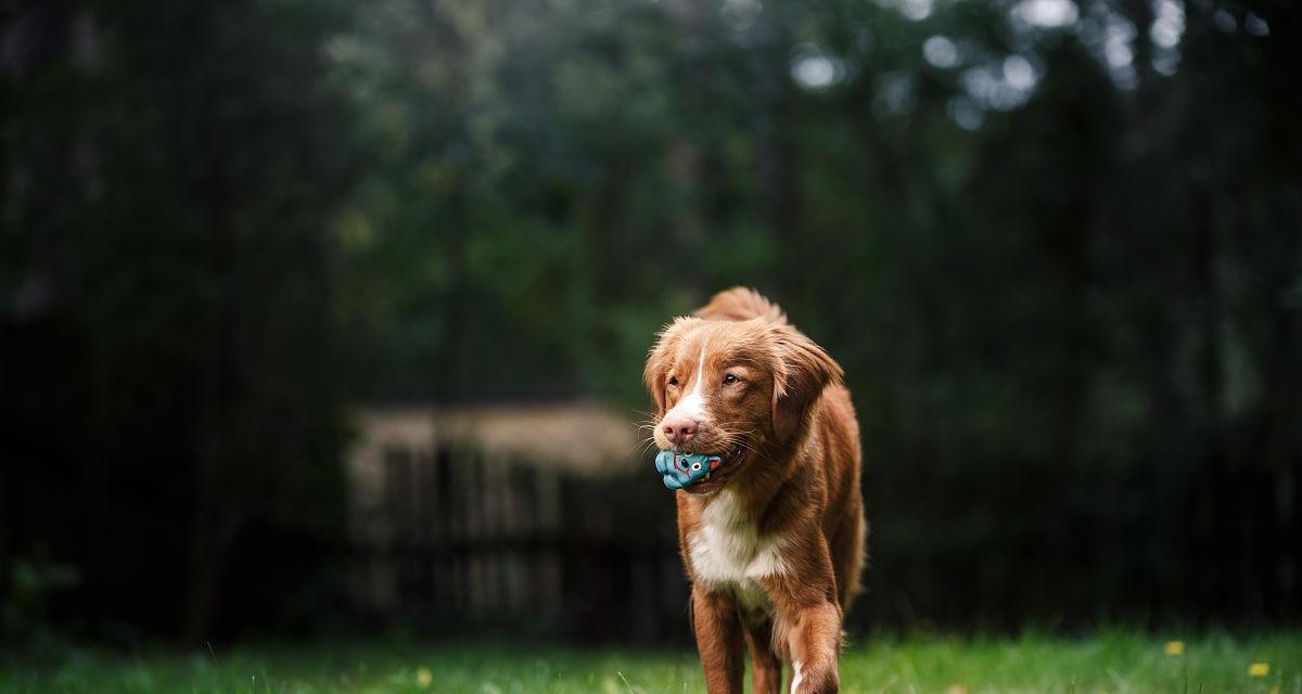 以新斯科舍猎鸭犬为宠物的饲养方法（了解新斯科舍猎鸭犬）