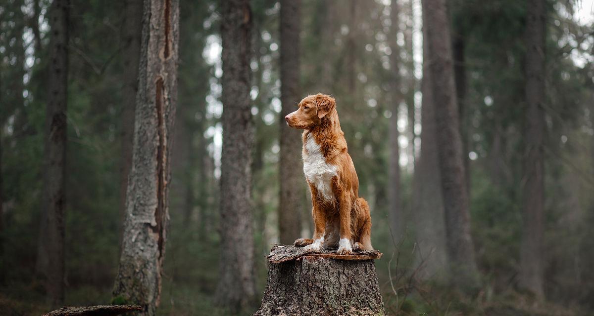 以新斯科舍猎鸭犬为宠物的饲养方法（了解新斯科舍猎鸭犬）