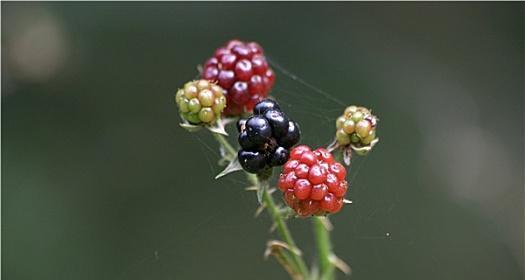 荒漠睡鼠饲养指南（打造可爱宠物生活）