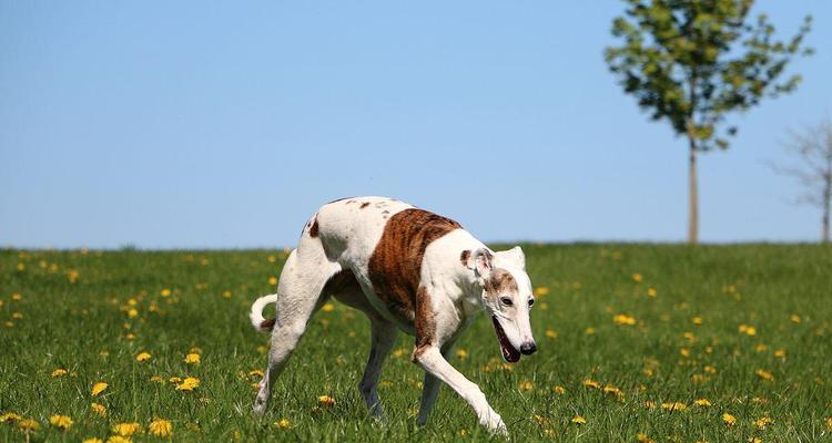 如何正确饲养田野小猎犬（掌握这些技巧）