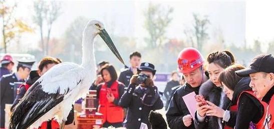 中东田鼠的饲养方法（打造健康宠物生活）